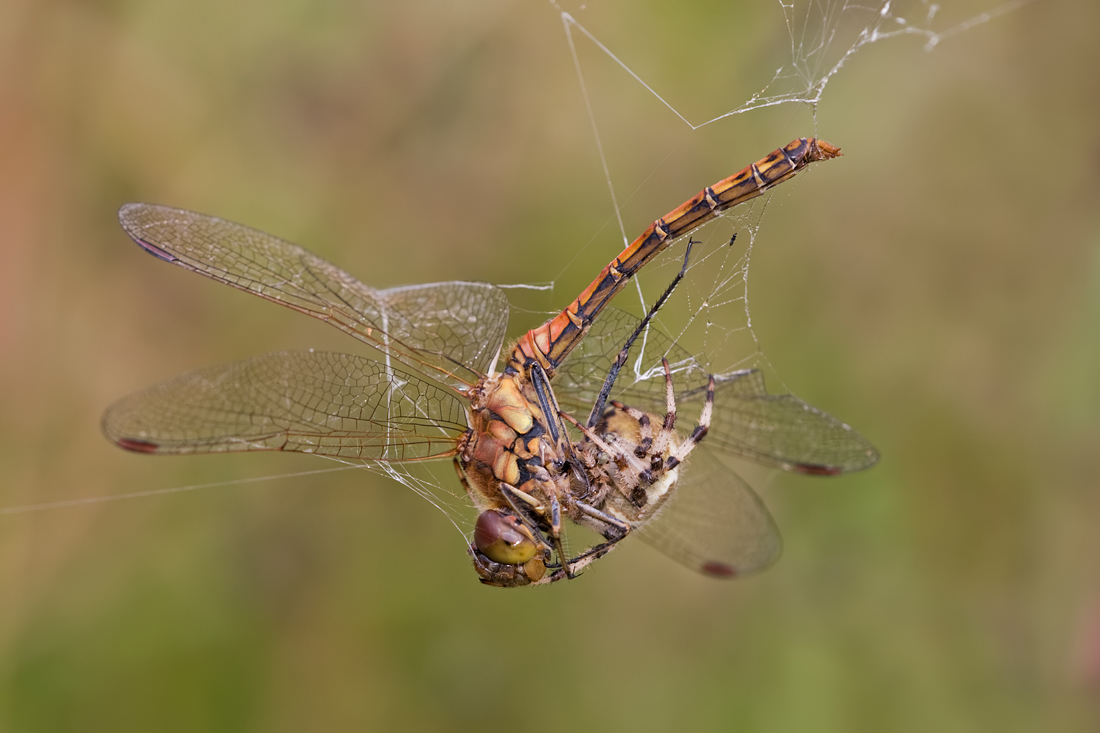 Common Darter in web